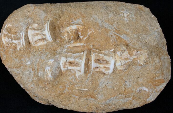 Long Associated Fish Vertebra - Cretaceous #14167